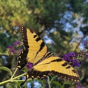 Meet your Posher, Cathy